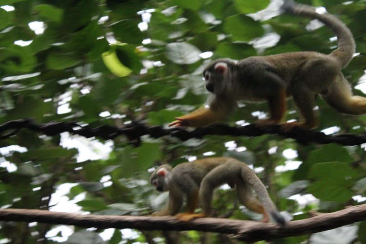 По Германии: зоопарк Лейпцига, часть 2