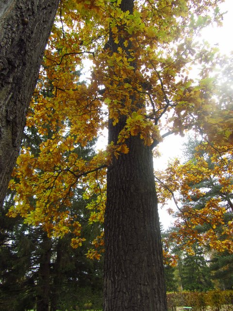 Забреду сегодня в парк осенний