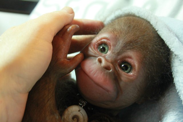 Бонька, обезьянка реборн Элины Кудрявцевой