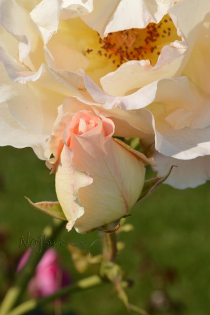 Питер - самый лучший город на земле! Вихтель Rosemarie Anna Muller (фото 8)