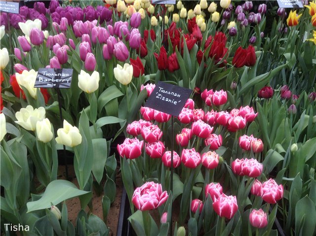 Репетиция весны в "Аптекарском огороде" (фото 4)