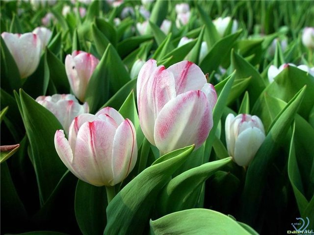 Моя малышка реборн Наташенька (фото 2)