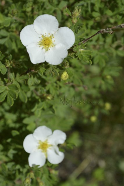 Яркие краски. Вихтели Rosemarie Anna Muller