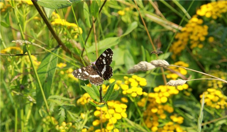 До свидания, Июль! Minouche от Sylvia Natterer (фото 6)