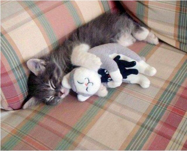 Забавная подборка котики и куклы! Присоединяйтесь (фото 10)