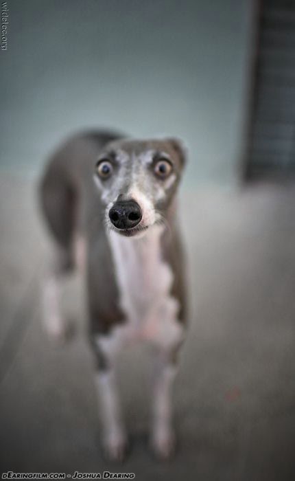 Если вы хотите завести собаку