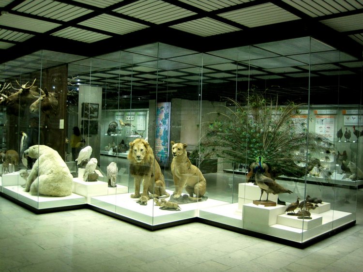 День в музее. Анжела в Государственном Дарвиновском музее