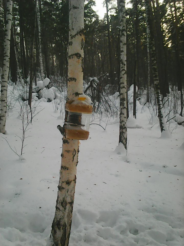 Интересное наблюдение за птицами у кормушки