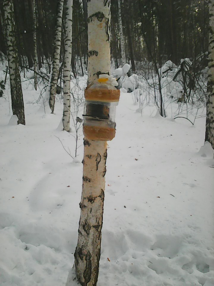 Интересное наблюдение за птицами у кормушки