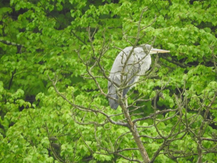 Любителям птиц. Серая цапля Словении