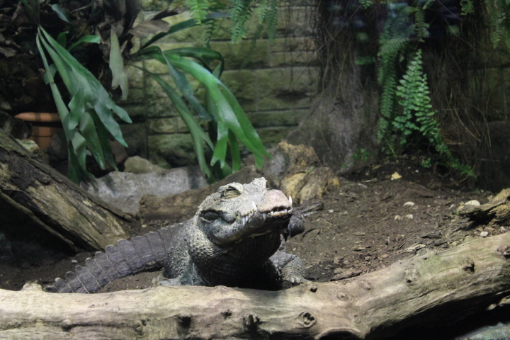 По Германии: зоопарк Лейпцига, часть 1