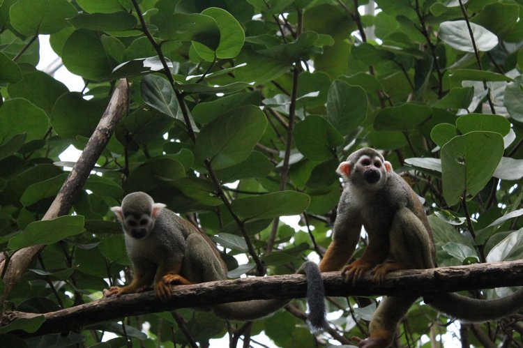 По Германии: зоопарк Лейпцига, часть 2