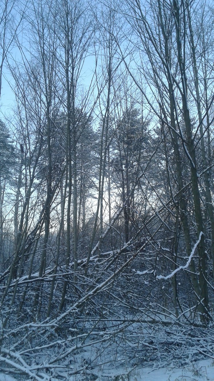 Зимнее солнце. Глава 27. Досуг