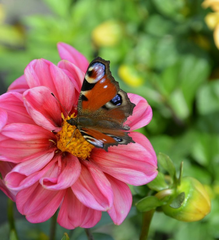 Охота на бабочек — Болталка и разговоры обо всем: жизнь