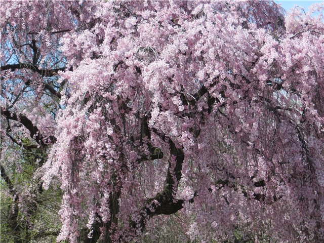 Kestner — Антикварные куклы Kestner (Кестнер) JDK: Хильда (фото 5)