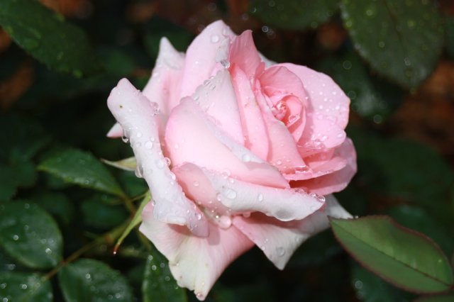 Выставка роз в Сеуле — Туризм и путешествия: фотоотчеты из поездок