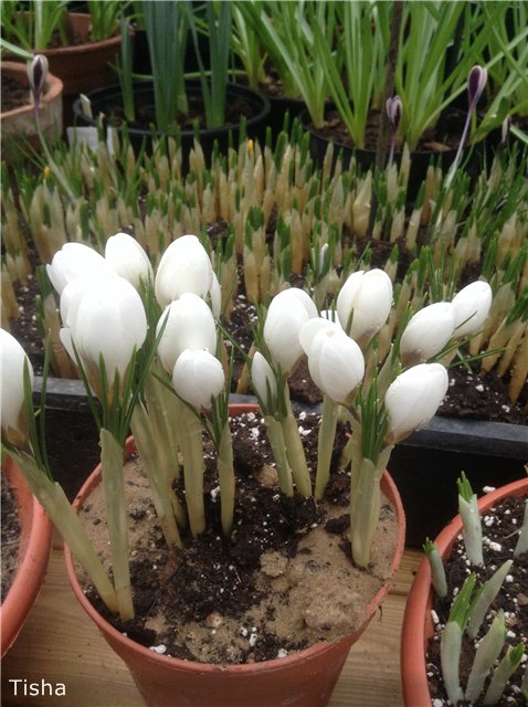 Репетиция весны в "Аптекарском огороде" (фото 5)