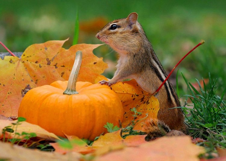 Красотка-осень — Болталка и разговоры обо всем: жизнь