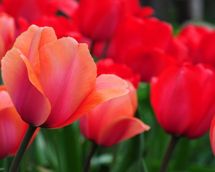 Живые цветы и куклы! С наступающим праздником