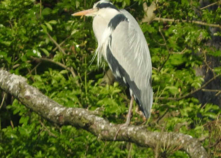 Любителям птиц. Серая цапля Словении