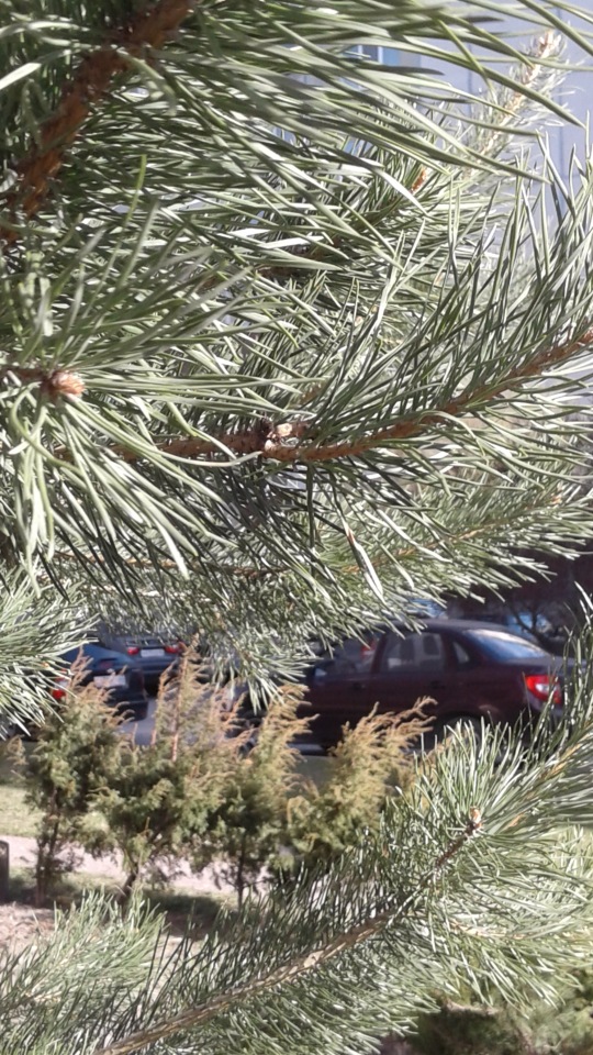 Природа Пскова: из весны в лето