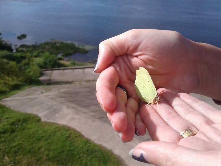 Псков: из лета в лето. Прогулки по городу и куклы