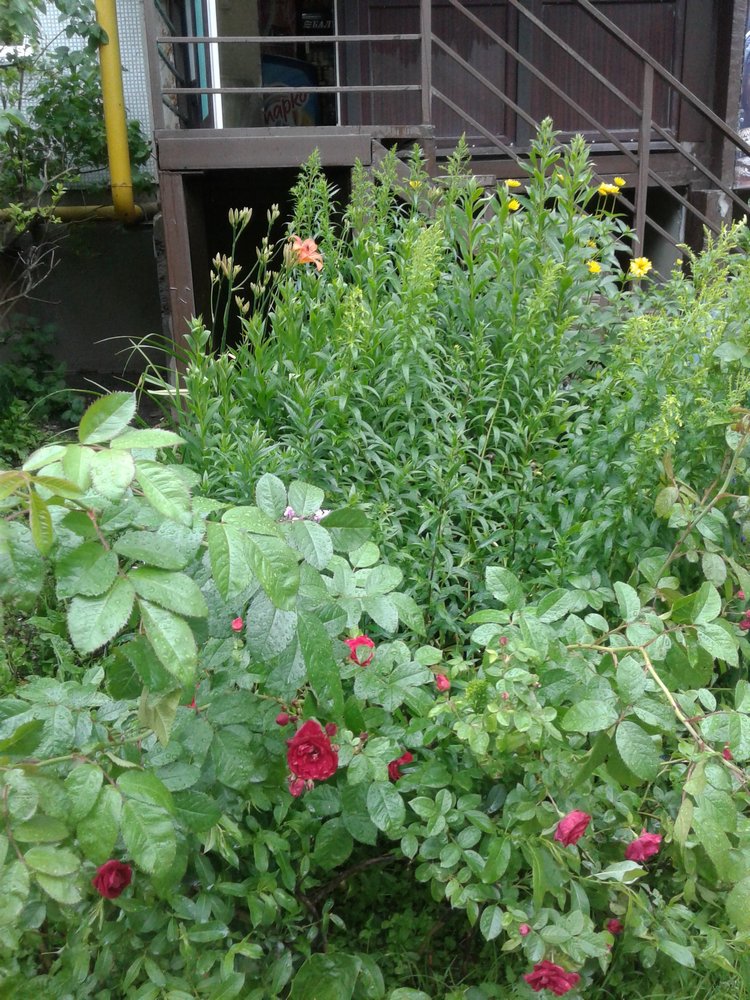 Псков: из лета в лето. Прогулки по городу и куклы