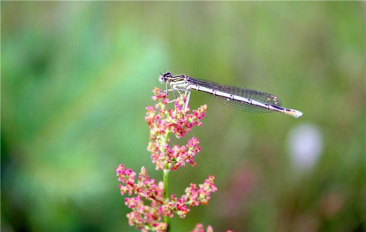 Просто Соня. Уникальные куклы от Сильвии Наттерер | Бэйбики Просто Соня. Уникальные куклы от Сильвии Наттерер