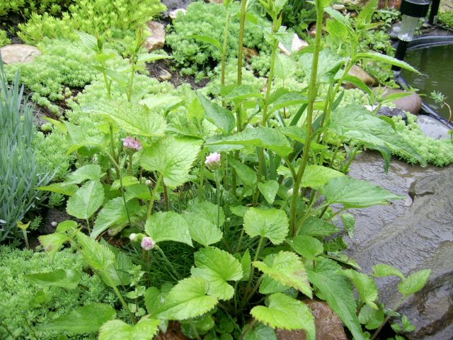 Прогулка между каплями дождя :) Коллекционная кукла Пиппина от Сюзан Липпл (фото 8)