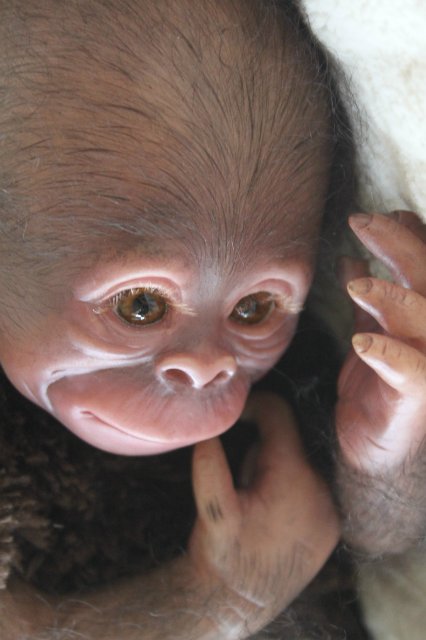 Обезьянка Bindi кукла реборн Элины Кудрявцевой