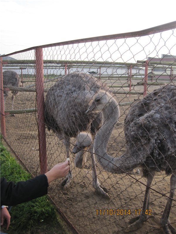 Дружок — Интересные игрушки и фигурки (разное): редкие