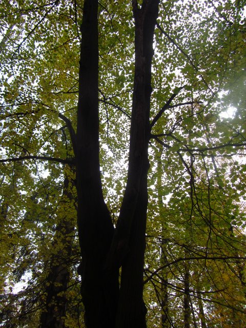 Забреду сегодня в парк осенний