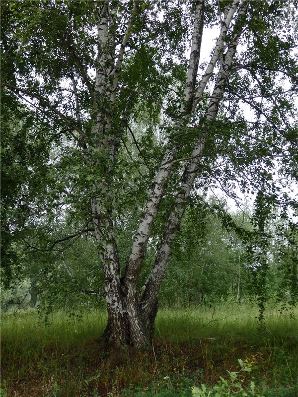 Башкирия , Охлебинино . Место , где отдыхает душа