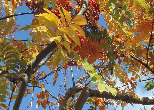 Рябиновый день — Куклы и тела Obitsu (Обитсу): 1/6 (фото 2)