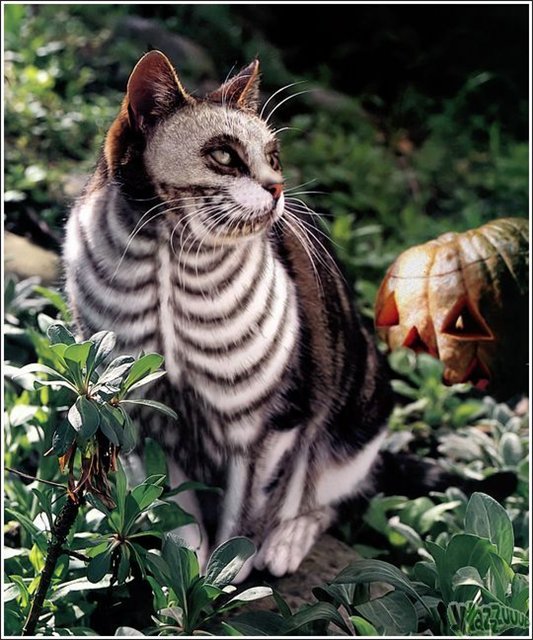 Кошачий позитив — Интересное и необычное: фотоподборки
