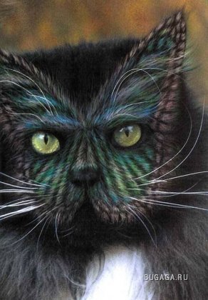 Кошачий позитив — Интересное и необычное: фотоподборки