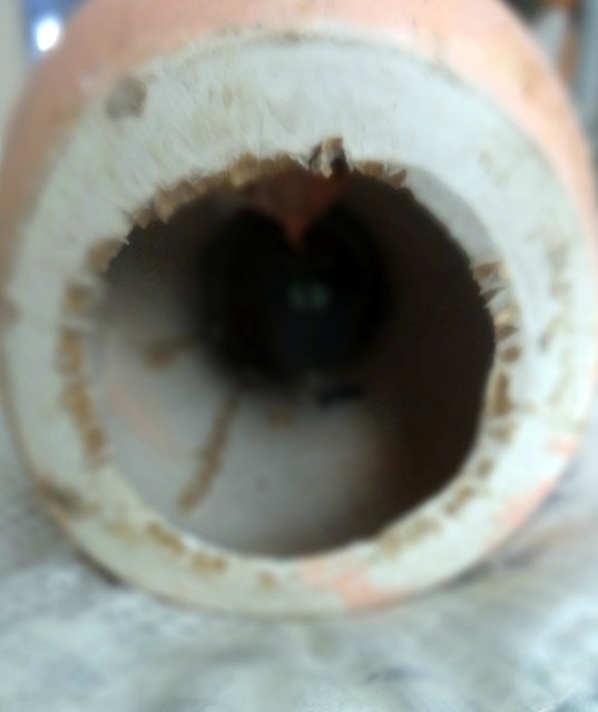 Солнечная девочка — Редкие антикварные куклы и реплики: воск (фото 6)