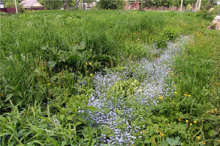 Что такое отпуск? Это - Незабудковое Лето. Minouche от Sylvia Natterer