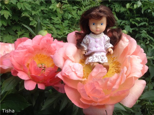 Малышки Sarah Key — Другие мини