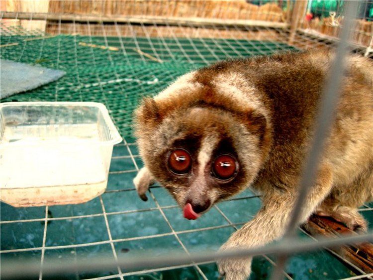 Лето. Солнце. Море. Всё смешалось - звери, куклы. Часть2 | Бэйбики Лето. Солнце. Море. Всё смешалось - звери, куклы. Часть2