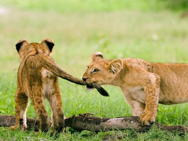 Когда я буду именинник, куплю я хвостик за полтинник. Мне продавец измерит рост и подберет по росту хвост (фото 9)