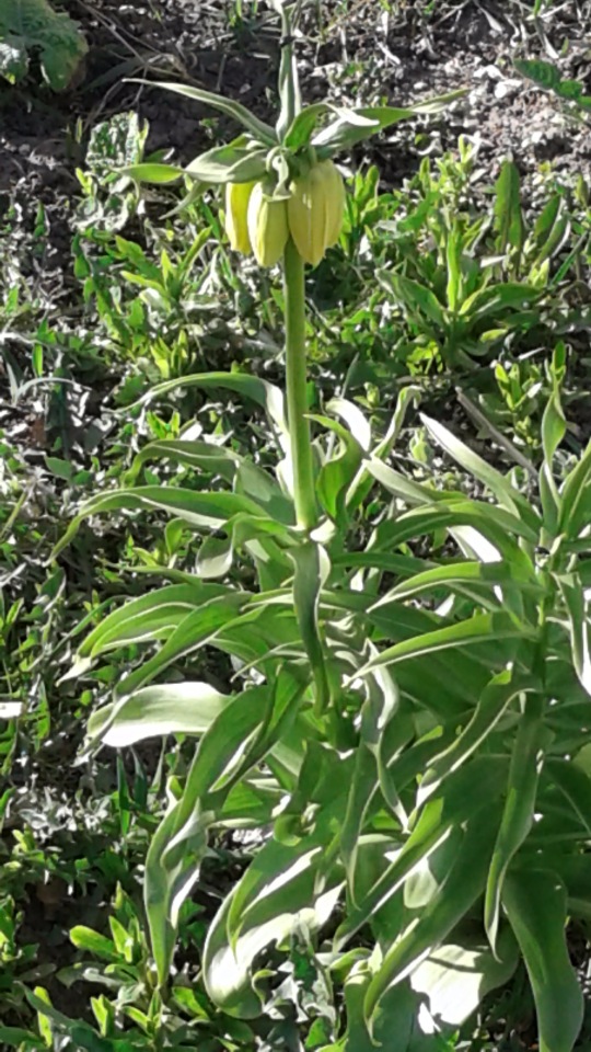 Природа Пскова: из весны в лето (фото 4)