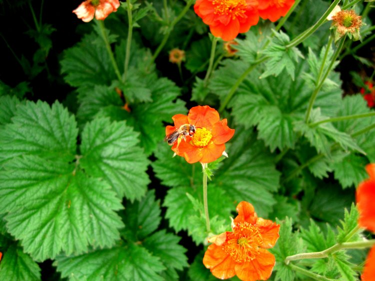 Лерочка и её куклы. Коллекционная кукла Лена Sissel Skille