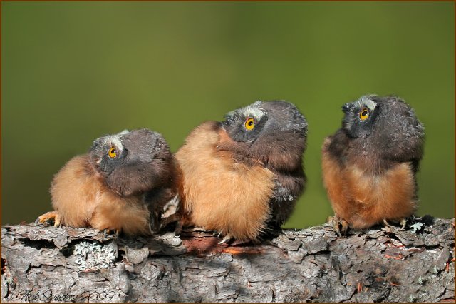 Море позитива) Для поднятия настроения (осторожно! много фото)))) | Бэйбики Море позитива) Для поднятия настроения (осторожно! много фото))))