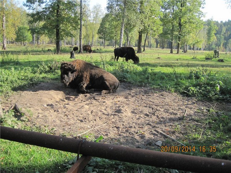 Давайте знакомиться! Мусенька - Realpuki Kaka Basic;)