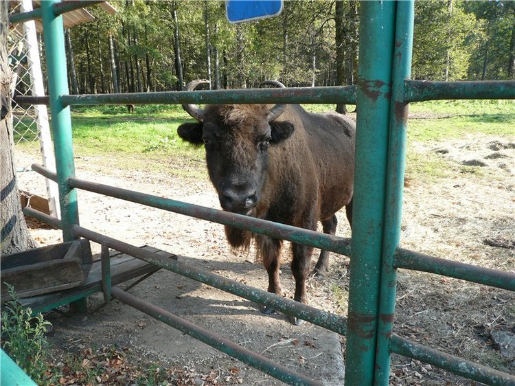 Давайте знакомиться! Мусенька - Realpuki Kaka Basic;)