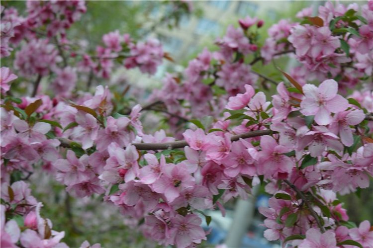 Цветение вишни — Одежда и обувь для кукол своими руками: фото (фото 7)