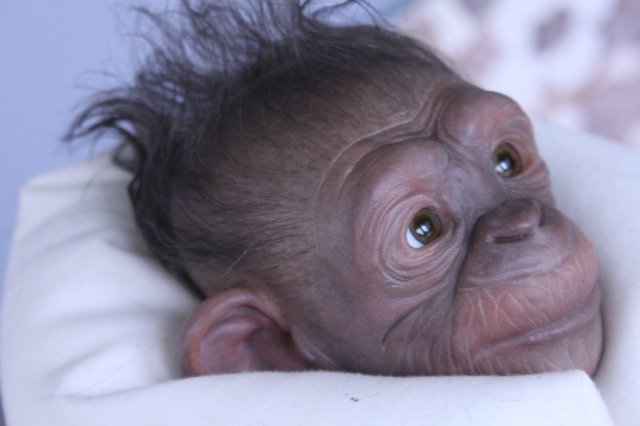 Гога, он же Гоша,он же Гора, он же Жора, здесь проживает? кукла реборн Элины Кудрявцевой (фото 7)