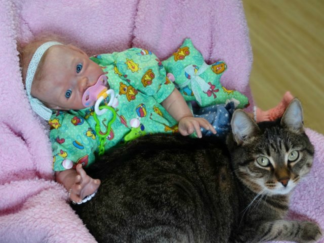 Моего кота не волнуют конкурсы, он просто любит фотографироваться