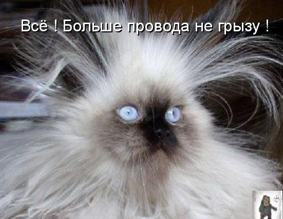 Кошачий позитив — Интересное и необычное: фотоподборки